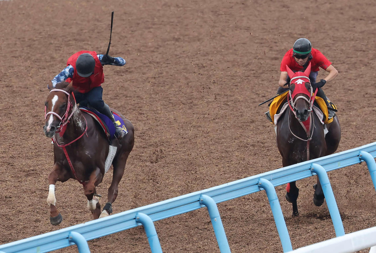 ウインマーベル（左）は美浦ウッドを併せ馬で追い切られた（撮影・丹羽敏通）