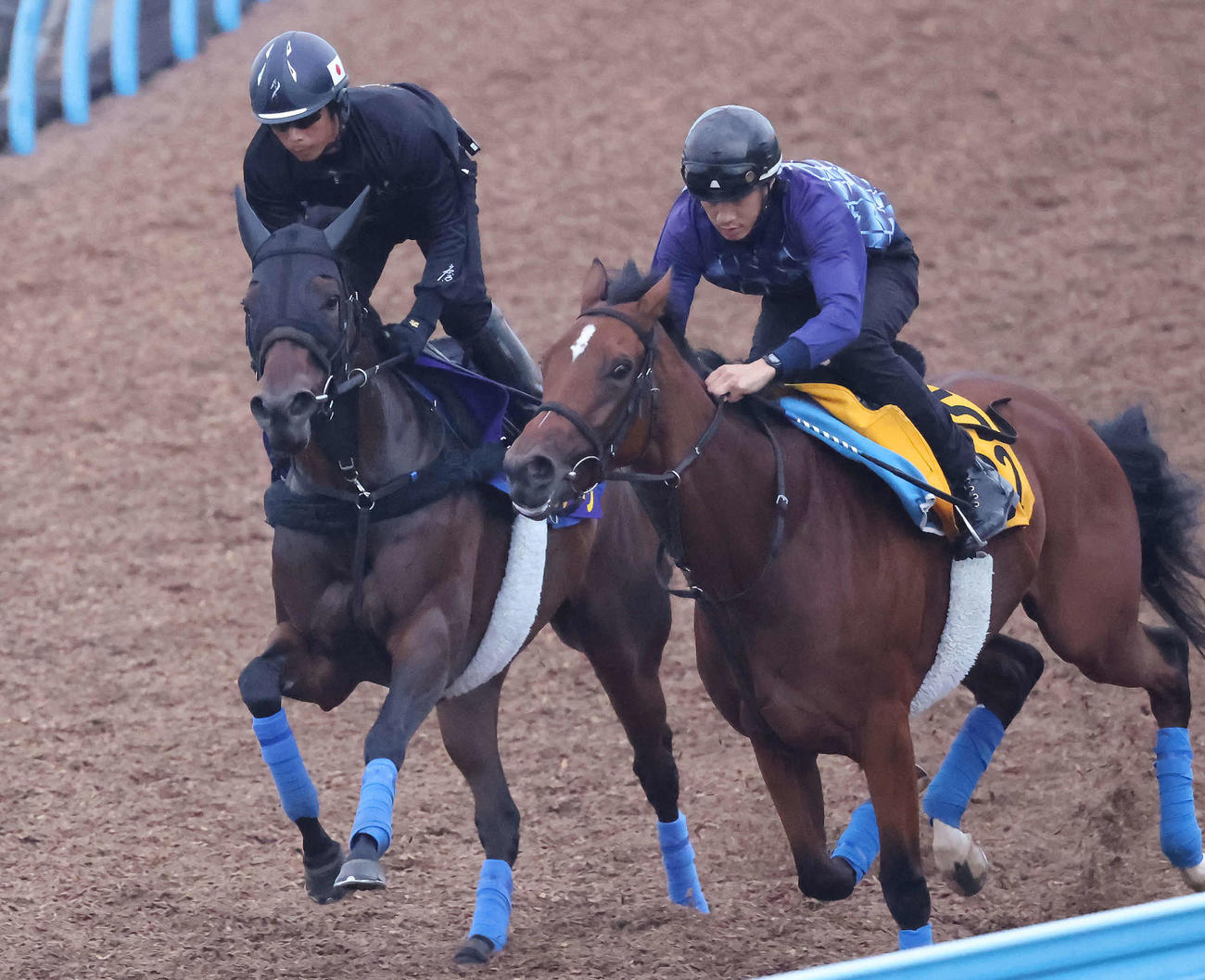 キミワクイーン（左）は美浦ウッドでフリートオブフットと併せて追い切られた（撮影・丹羽敏通）