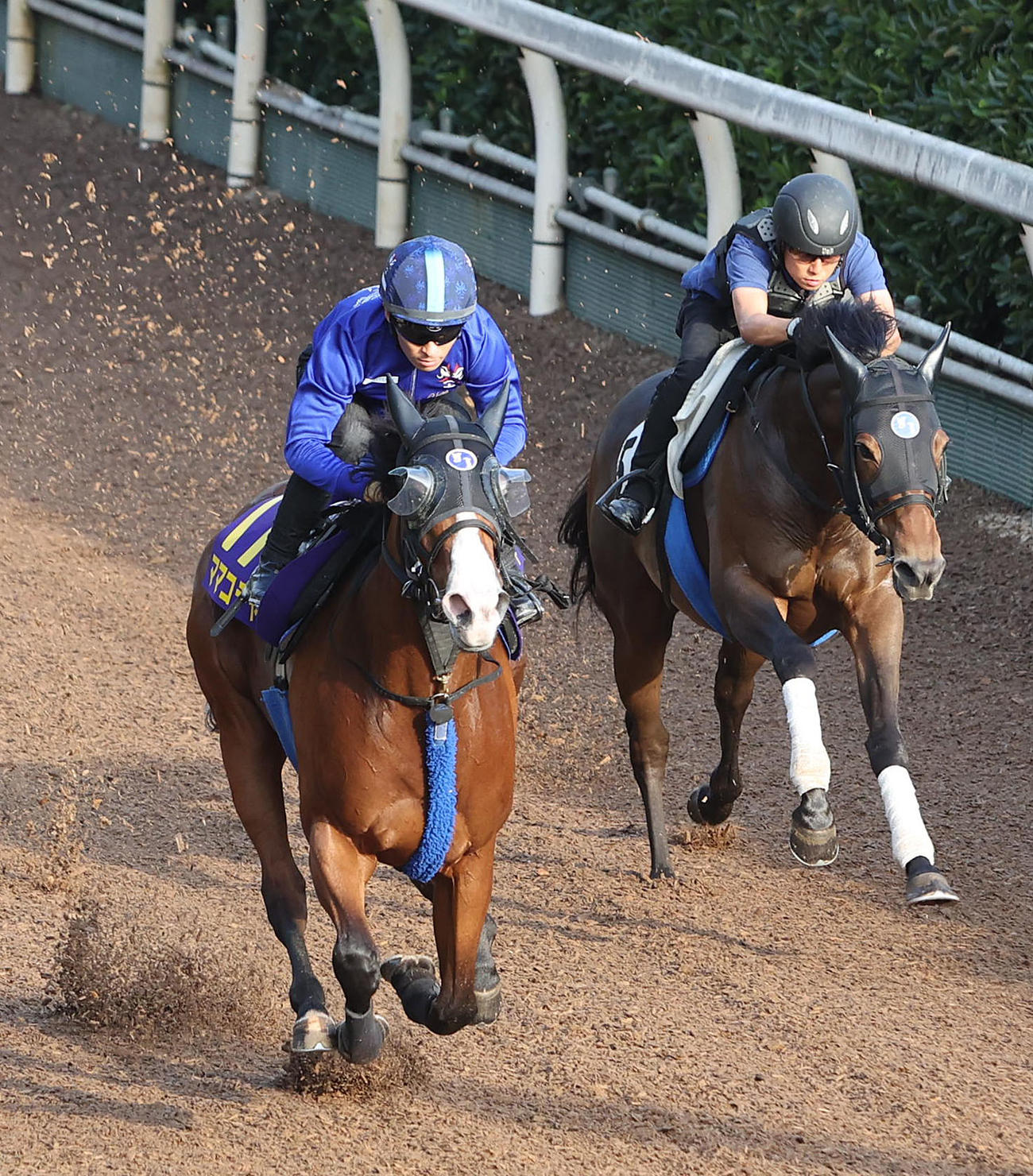 川田騎手を背に坂路をアステロイドベルト（右）と併せ馬で追い切るママコチャ（撮影・白石智彦）