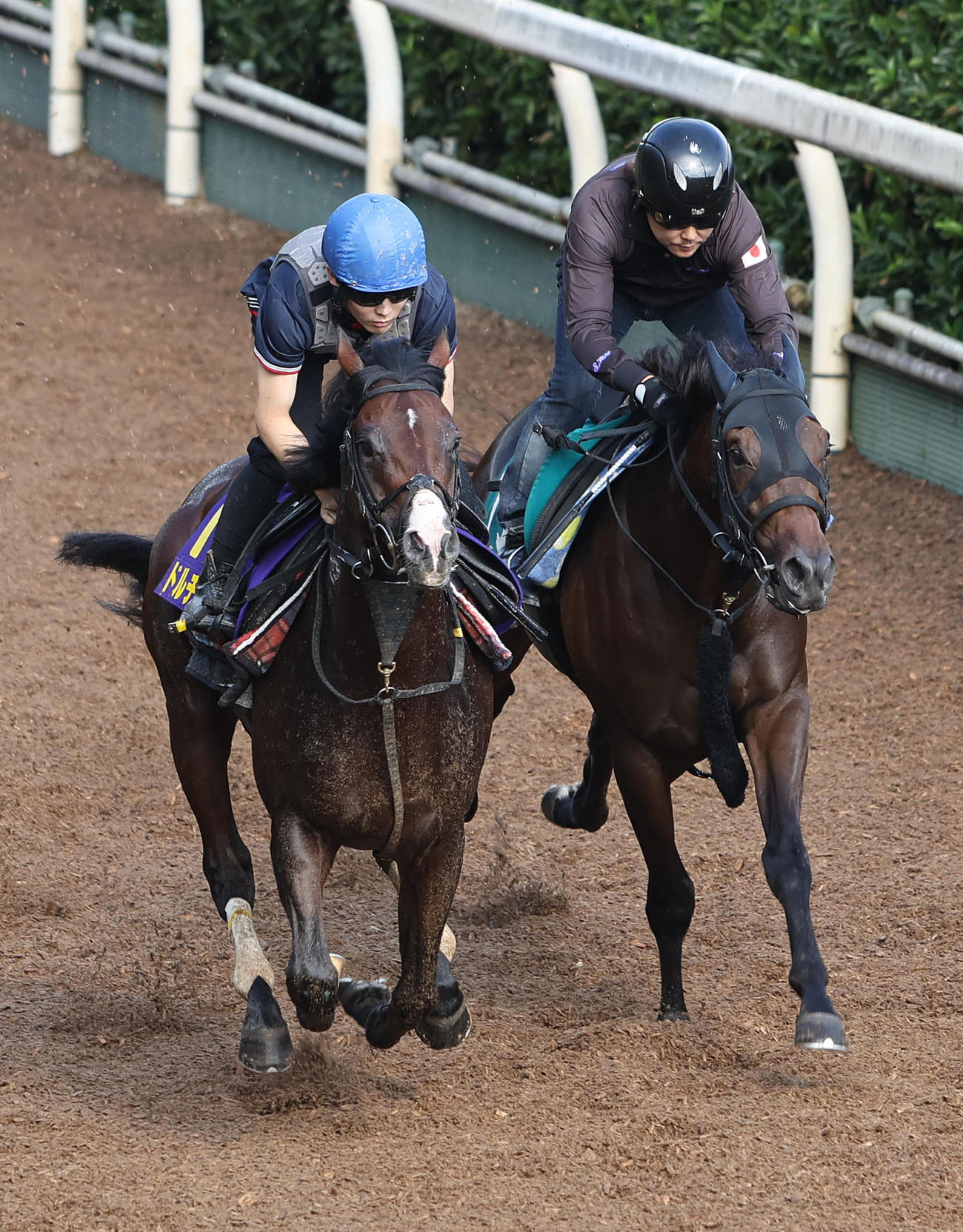 西村淳騎手を背に坂路をエコロエイト（右）と併せ馬で追い切るドルチェモア（撮影・白石智彦）