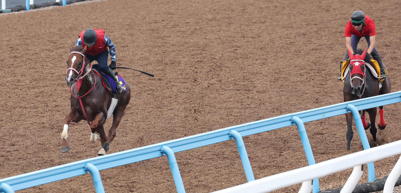 ウインマーベル（左）は美浦ウッドを併せ馬で追い切られた（撮影・丹羽敏通）