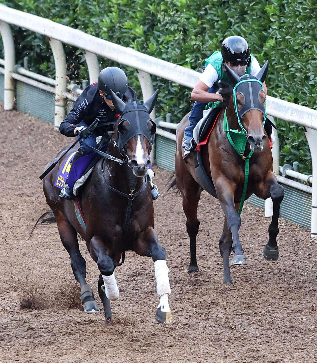坂路をレッドバロッサ（右）と併せ馬で追い切るピクシーナイト（撮影・白石智彦）