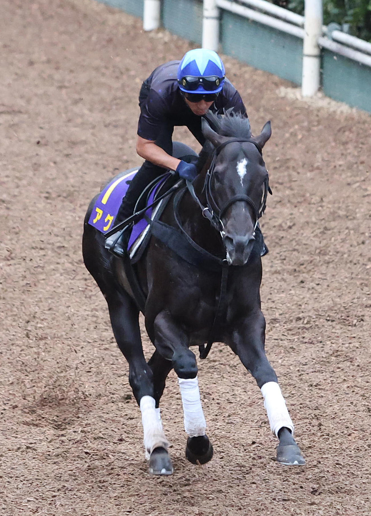 横山典騎手を背に坂路を併せ馬で追い切るアグリ（撮影・白石智彦）