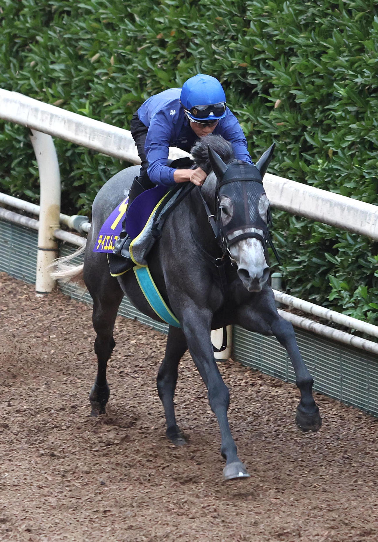 27日、富田騎手を背に坂路を単走で追い切るテイエムスパーダ
