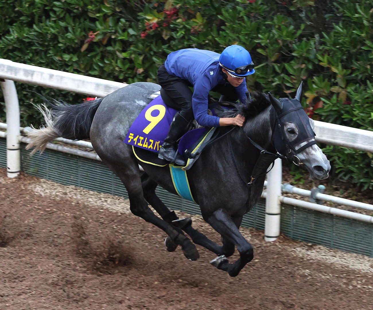 27日、富田騎手を背に坂路を単走で追い切るテイエムスパーダ