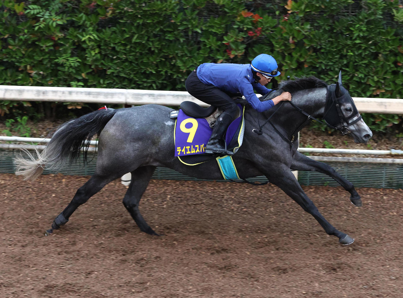 27日、富田騎手を背に坂路を単走で追い切るテイエムスパーダ