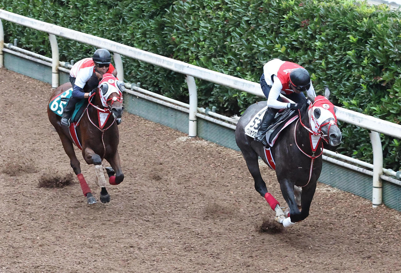 27日、坂路をアウェイキング（左）と併せ馬で追い切るカフジオクタゴン
