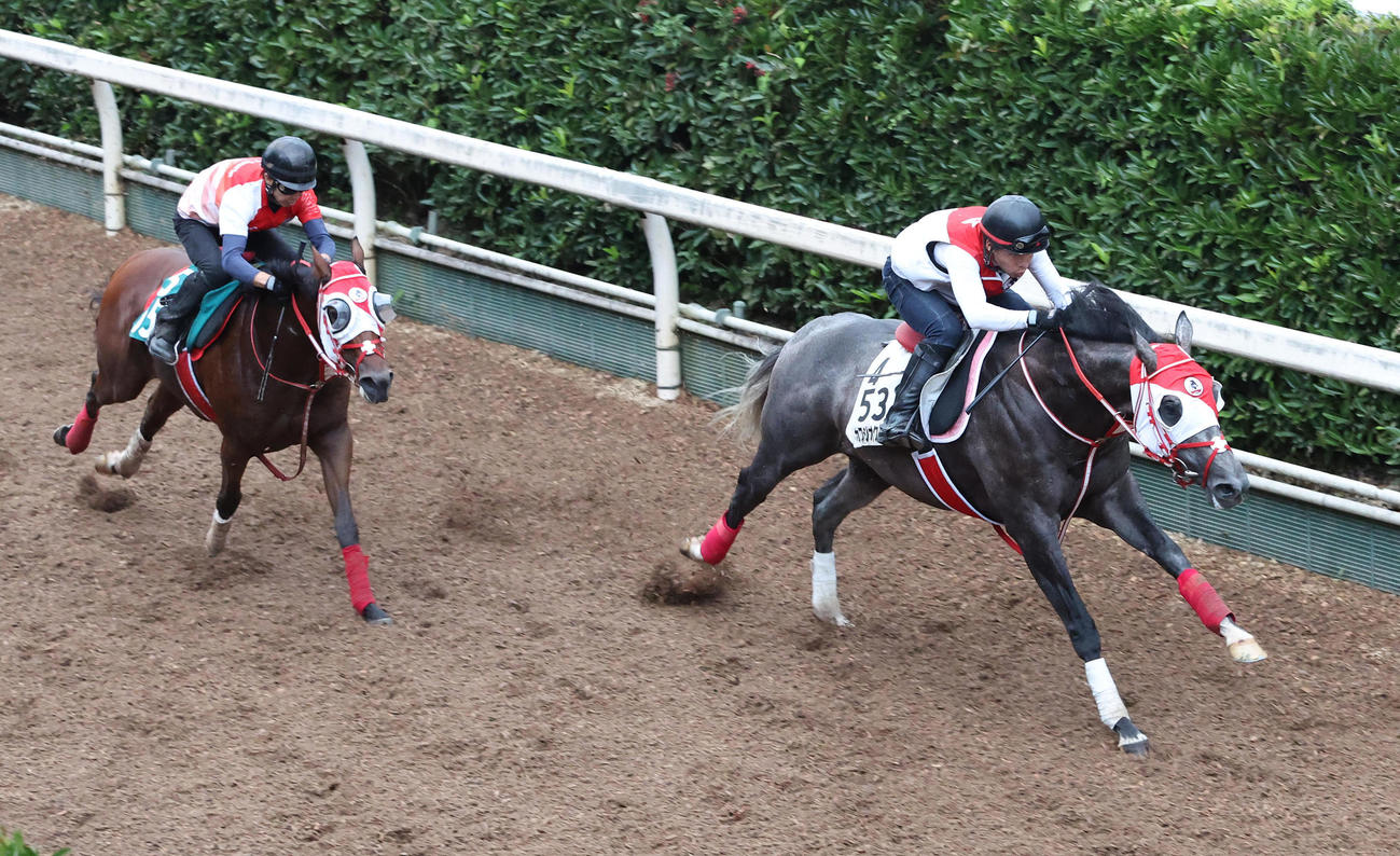 27日、坂路をアウェイキング（左）と併せ馬で追い切るカフジオクタゴン