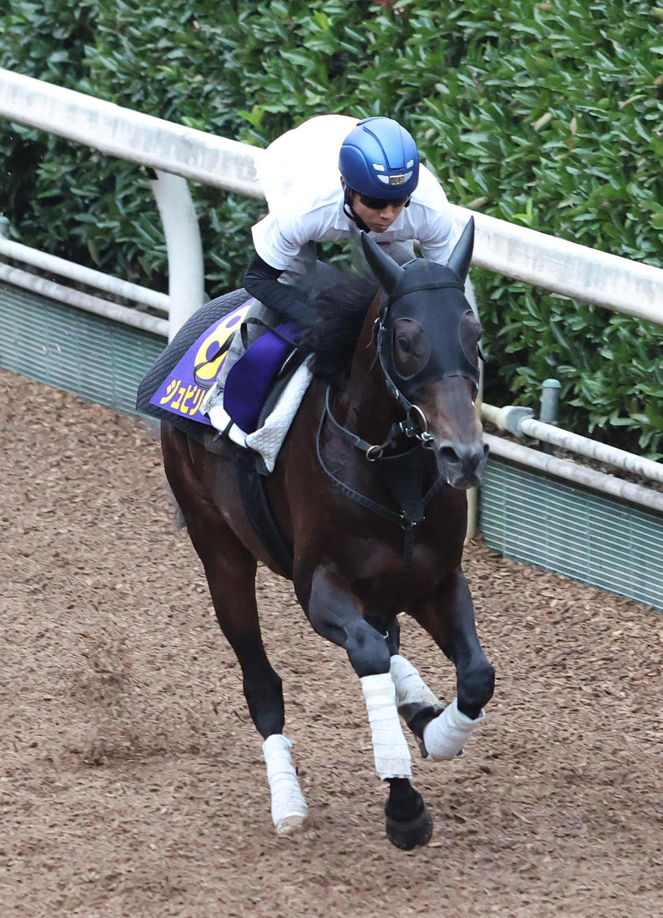 27日、北村友騎手を背に坂路を単走で追い切るジュビリーヘッド
