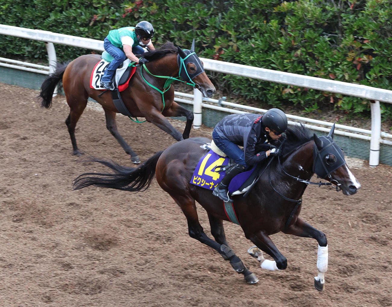 27日、坂路をレッドバロッサ（左）と併せ馬で追い切るピクシーナイト