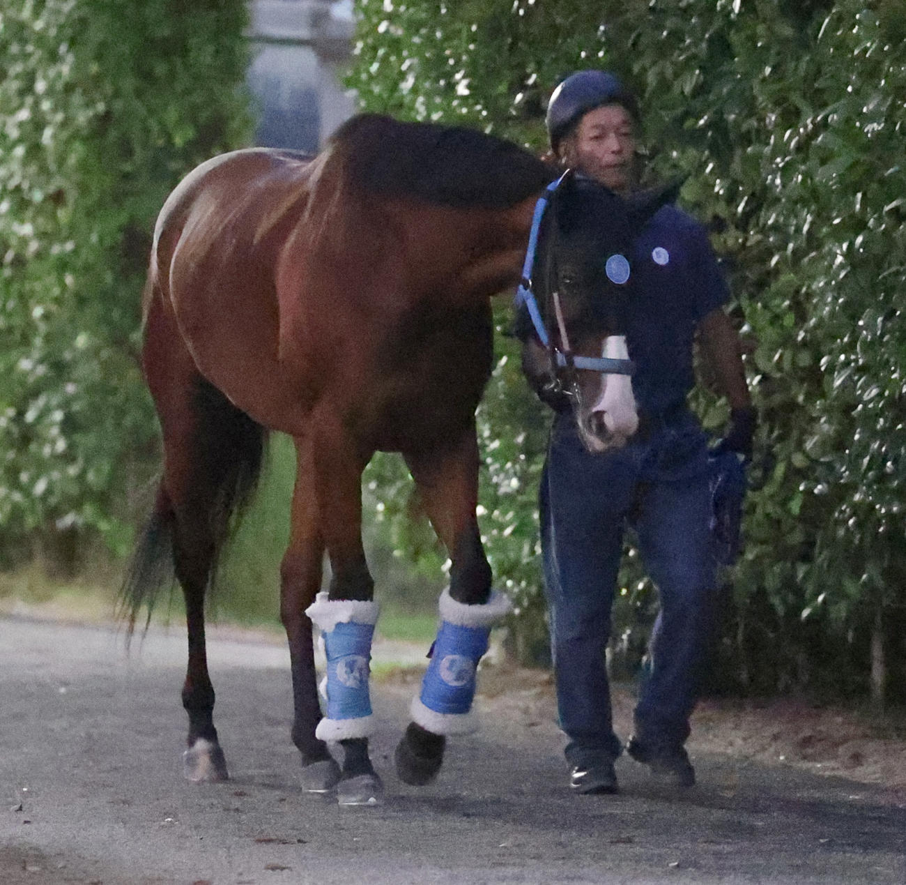 厩舎周りで運動するママコチャ