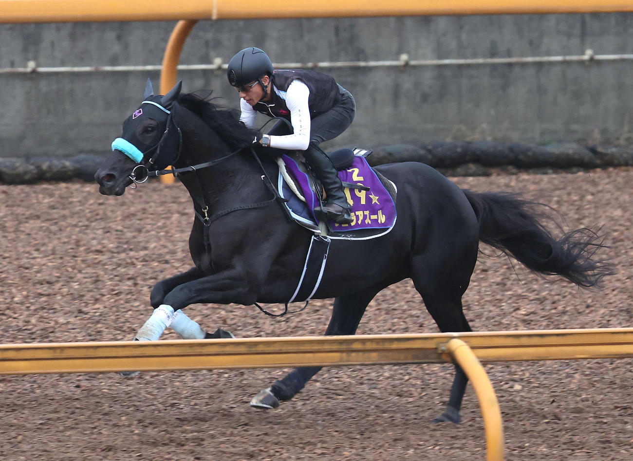 Cウッドを単走で追い切るヴェラアズール（撮影・白石智彦）