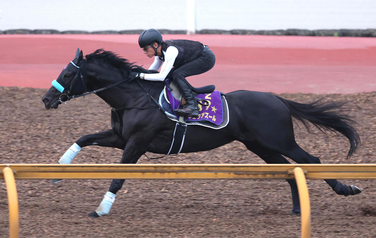 Cウッドを単走で追い切るヴェラアズール（撮影・白石智彦）