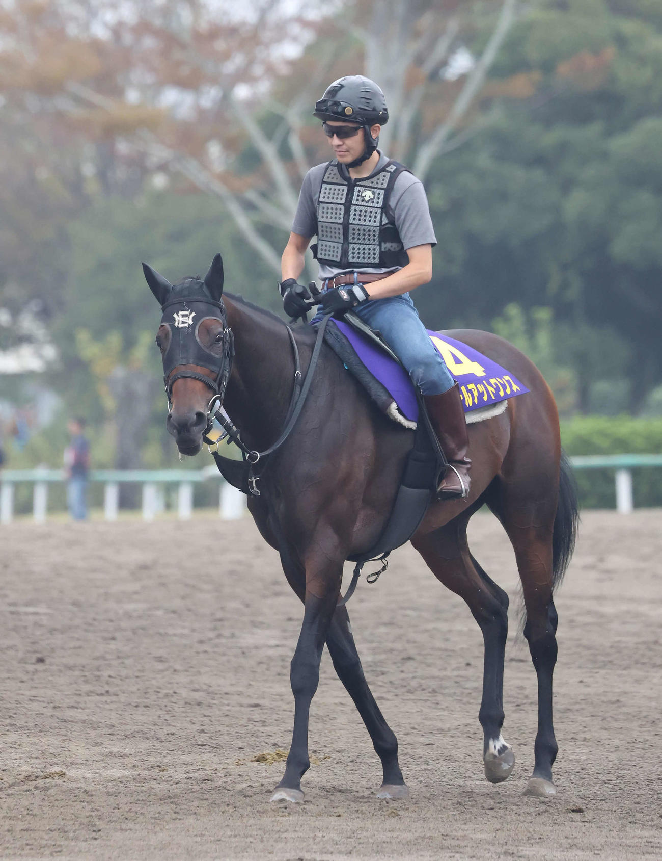 馬場へ向かうオールアットワンス（2023年9月28日撮影）