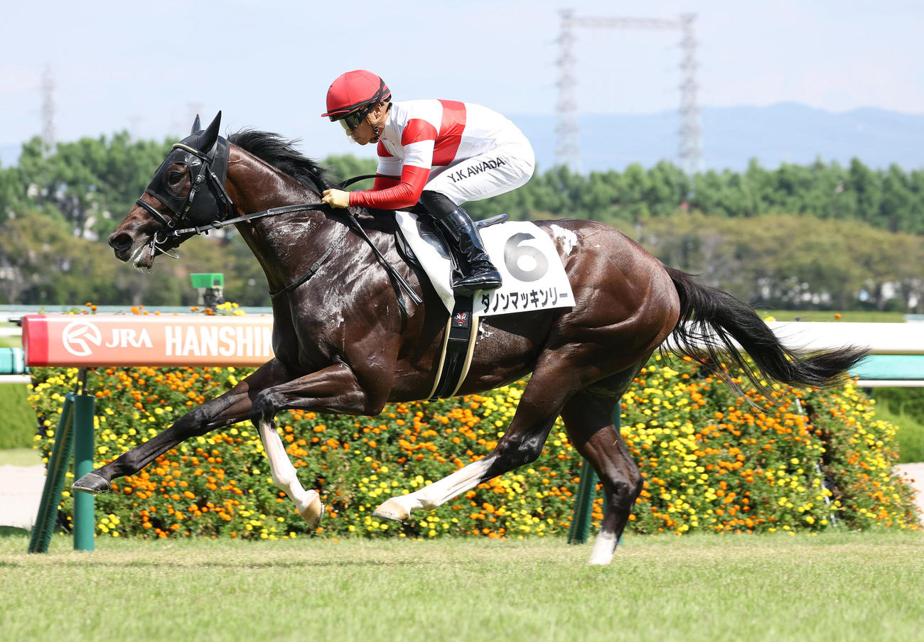 阪神4R、直線抜け出して新馬戦を快勝したダノンマッキンリー（撮影・白石智彦）
