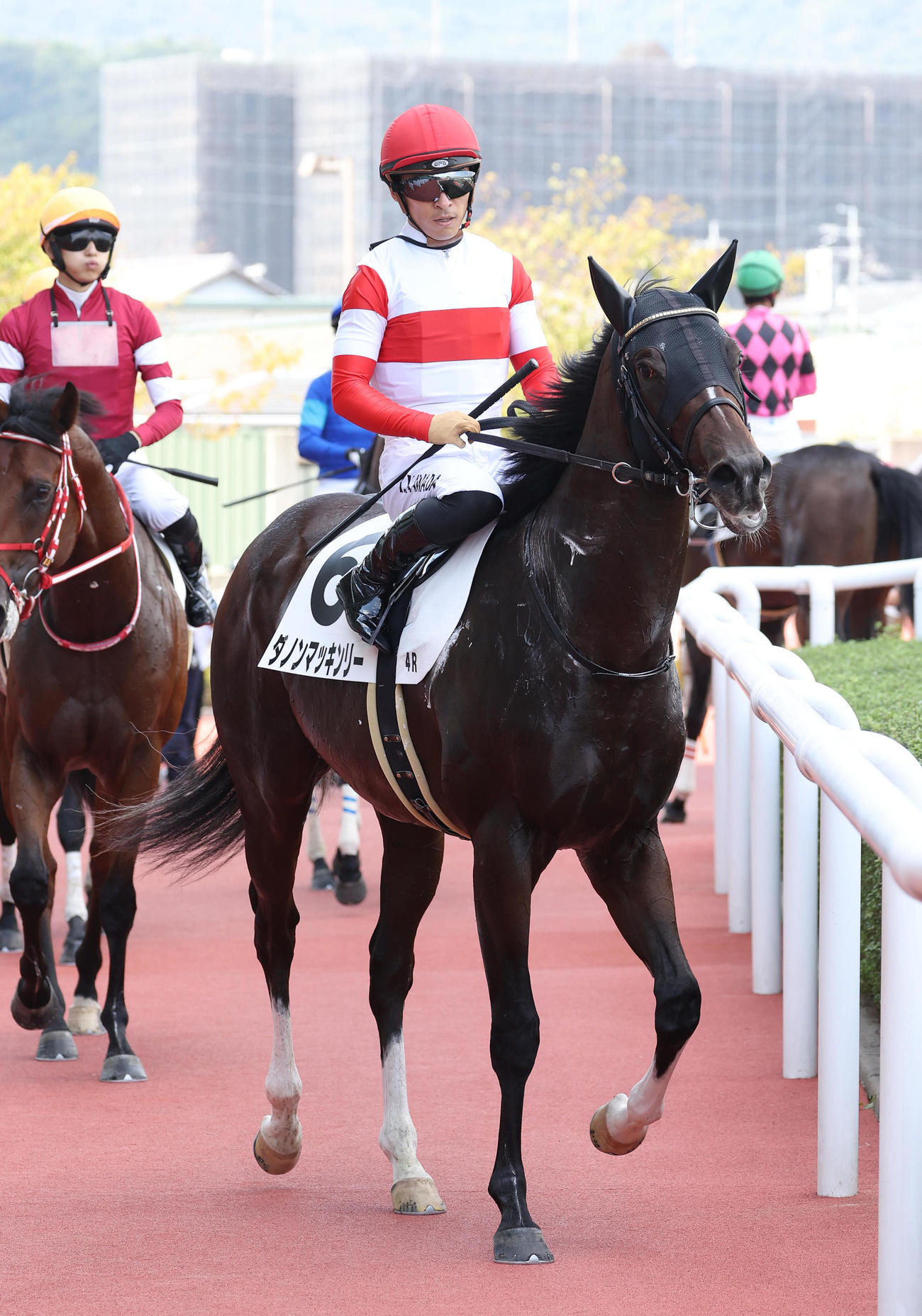 阪神4R、新馬戦を快勝したダノンマッキンリー（撮影・白石智彦）