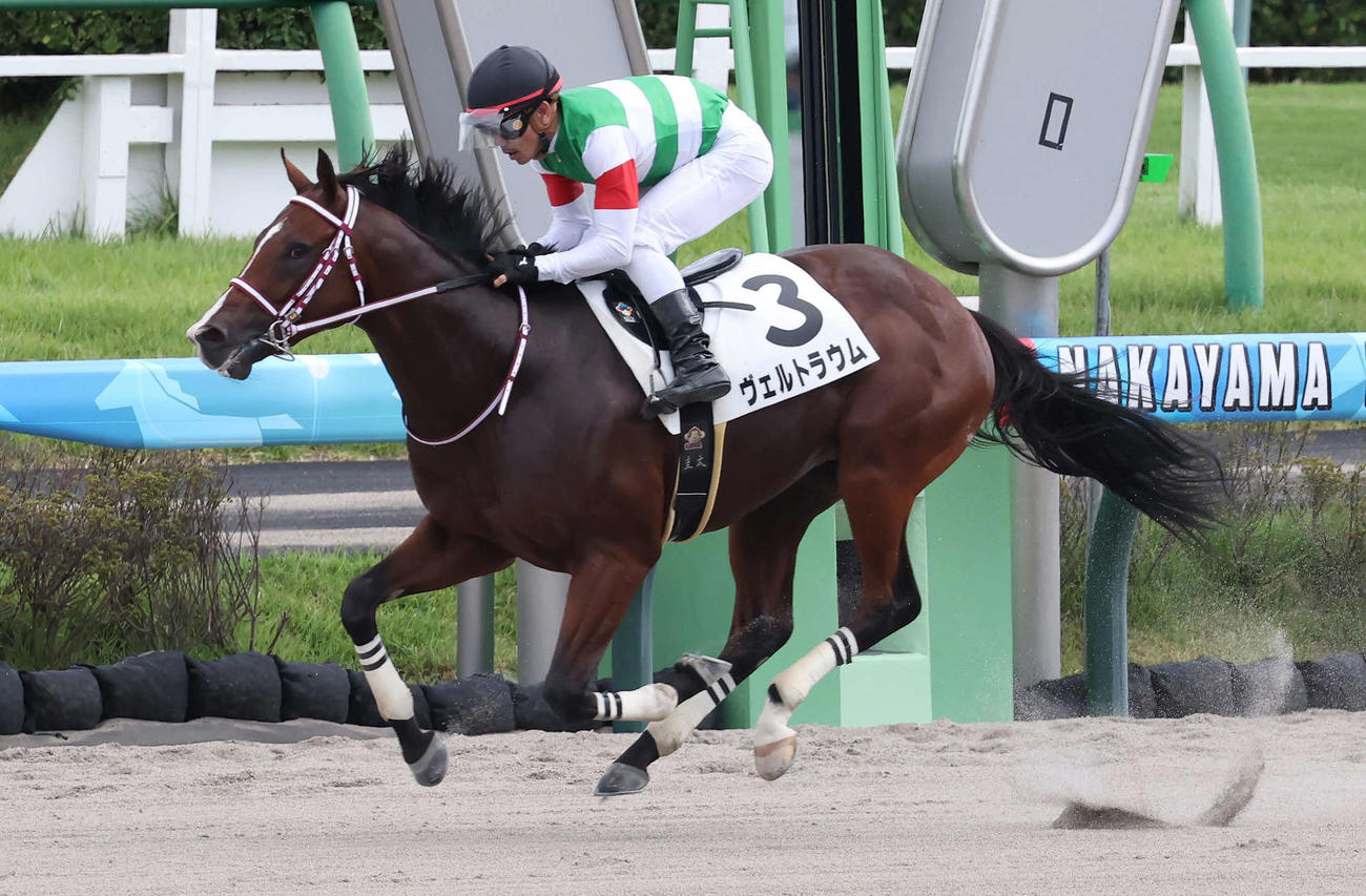 中山6R、2歳新馬戦を制したヴェルトラウムと戸崎騎手（撮影・丹羽敏通）