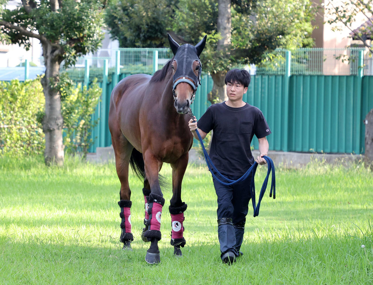 中山競馬場に到着したメイケイエール（撮影・鈴木正人）