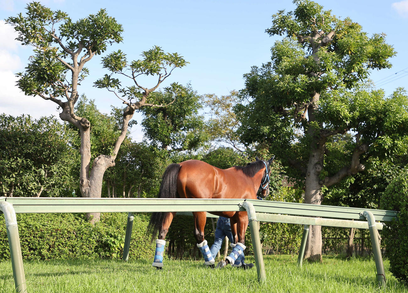 中山競馬場に到着したママコチャ（撮影・鈴木正人）
