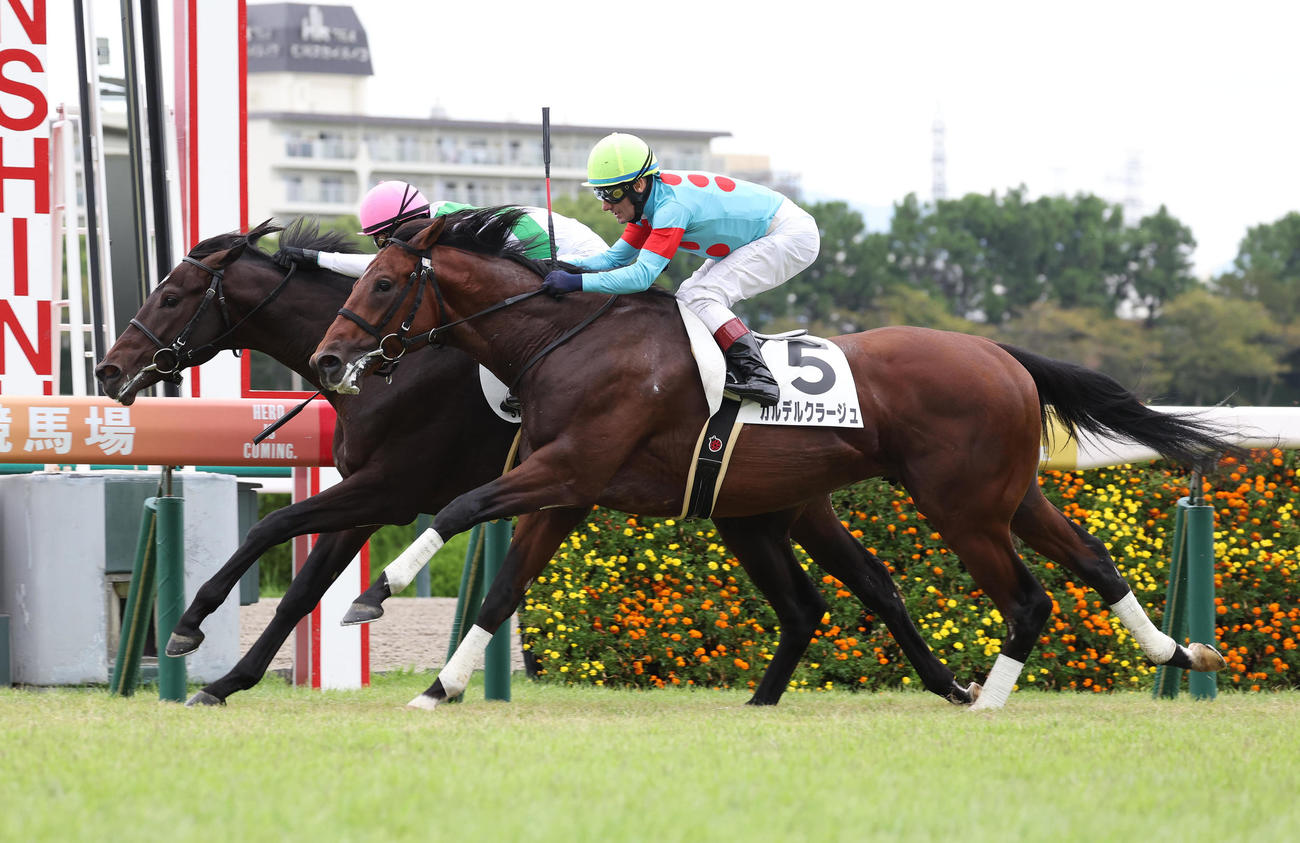 阪神5R、逃げ切って新馬戦を制したカズゴルティス（左）（撮影・白石智彦）