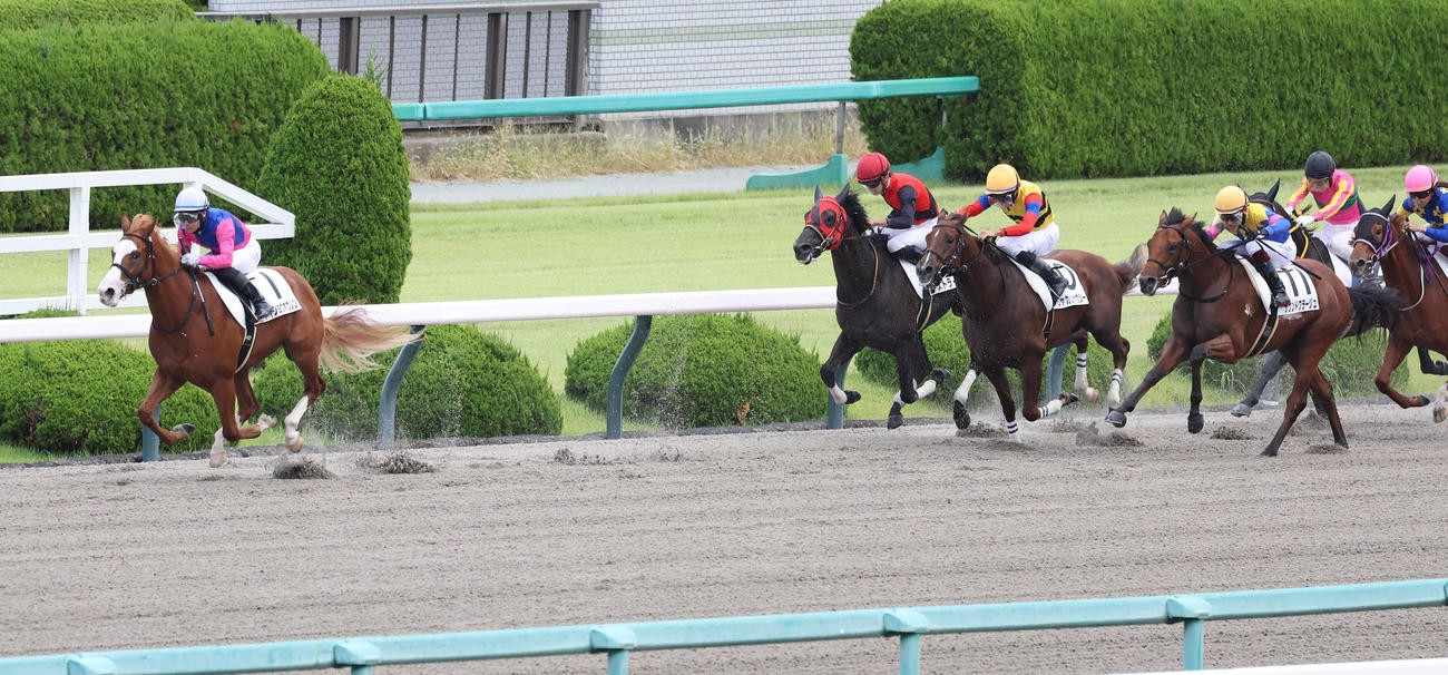 メイショウホウレン（左）が逃げ切って新馬戦を制した（撮影・白石智彦）