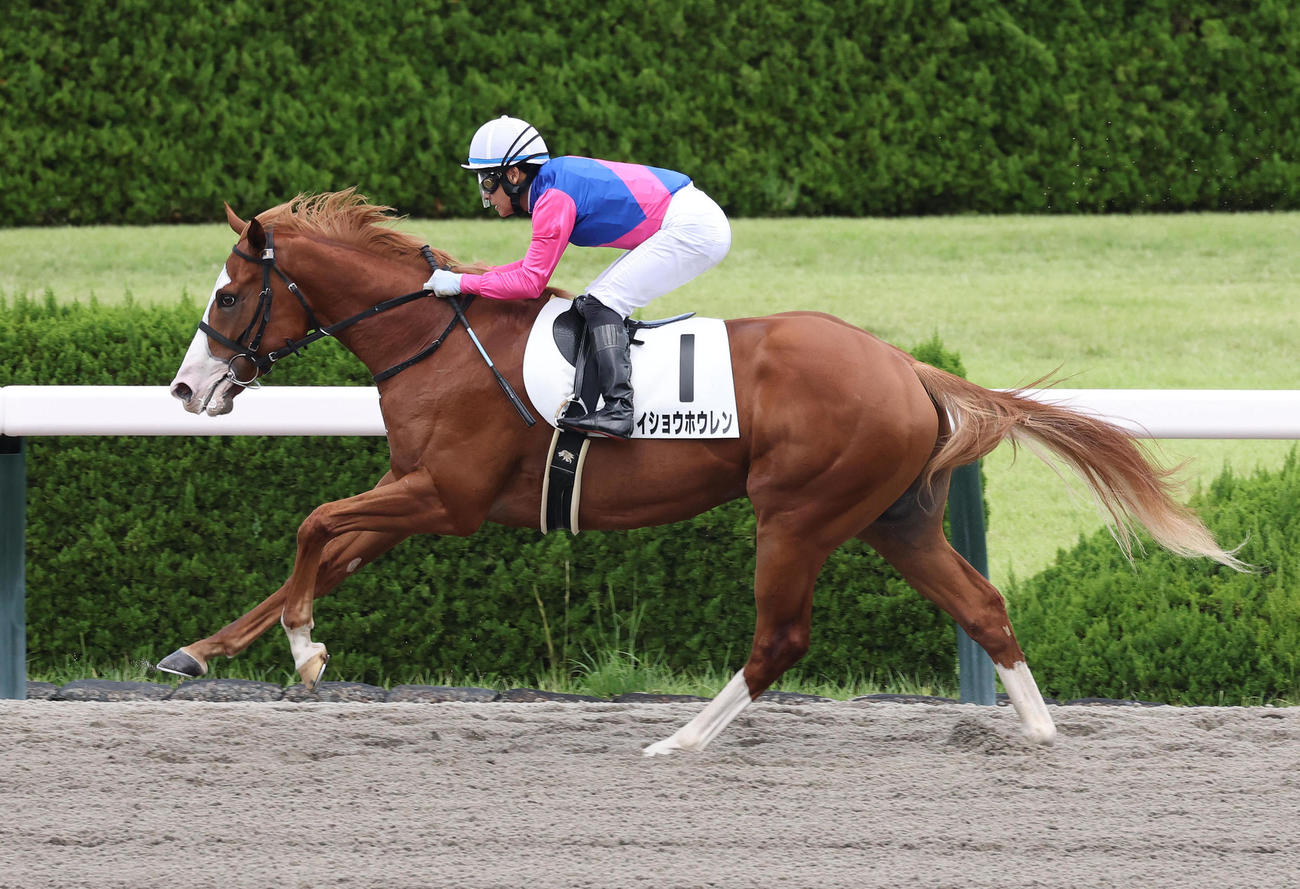 阪神3R、逃げ切って新馬戦を制したメイショウホウレン（撮影・白石智彦）
