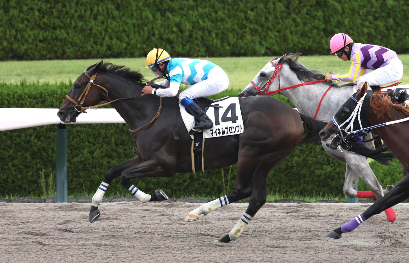 阪神12R、直線抜け出して3歳上2勝クラスを制した11歳馬のマイネルプロンプト（撮影・白石智彦）