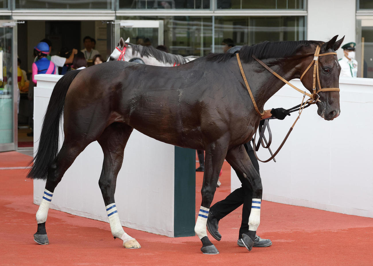 阪神12R、3歳上2勝クラスを制した11歳馬のマイネルプロンプト（撮影・白石智彦）