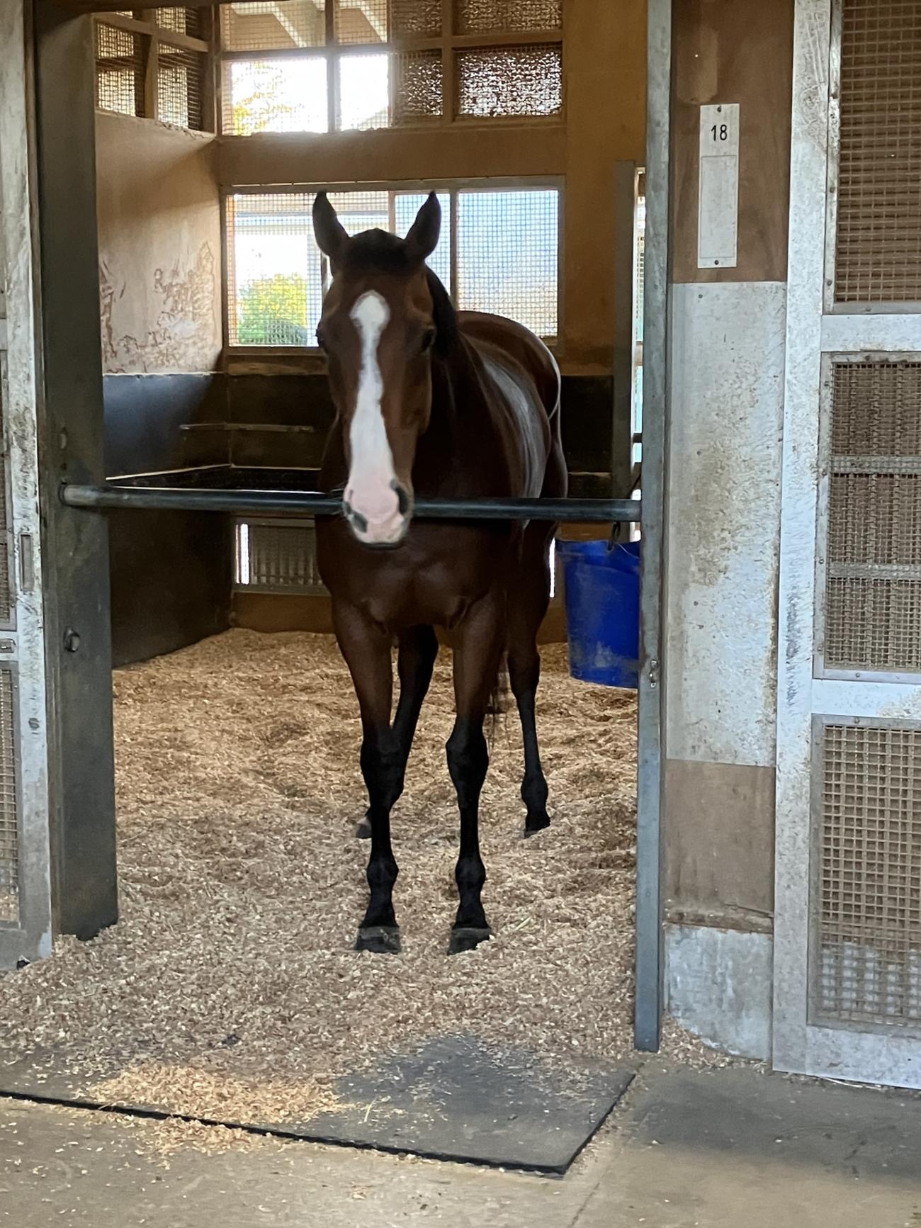 激闘から一夜明け馬房でくつろぐママコチャ