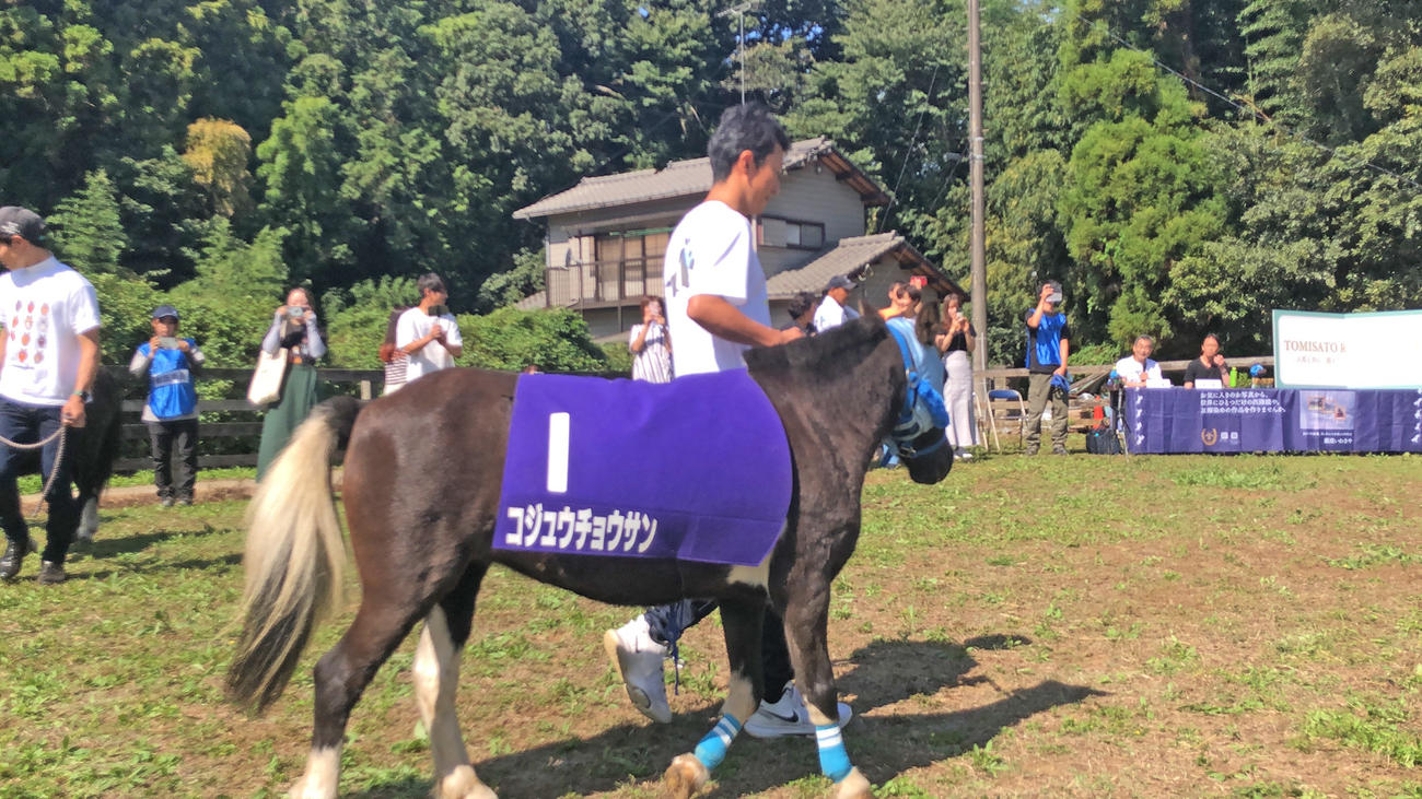 富里スモールジャンプに登場したポニーの「コジュウチョウサン」