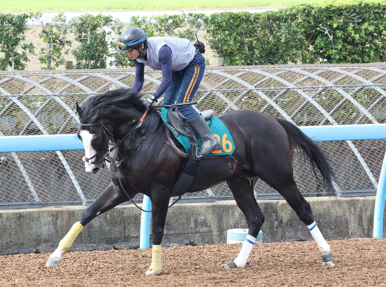 無傷連勝で重賞制覇を狙うシュトラウス