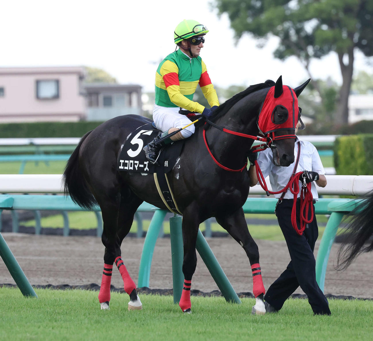 9月9日、アスター賞に出走したエコロマーズ