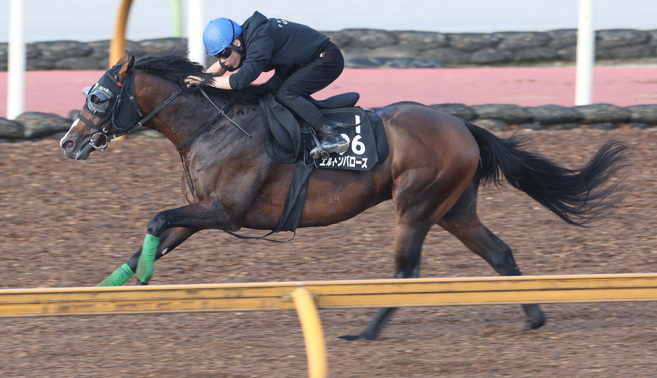 2023年9月27日、CWコースで追い切るエルトンバローズ
