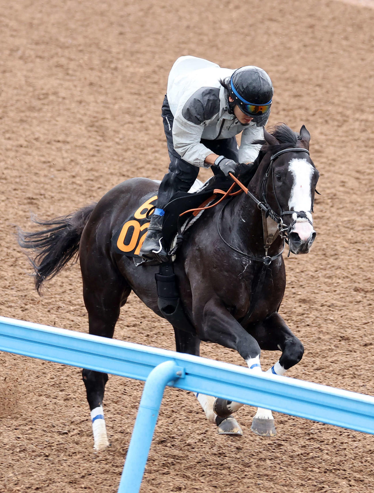 美浦ウッドで追い切るシュトラウス（撮影・鈴木正人）