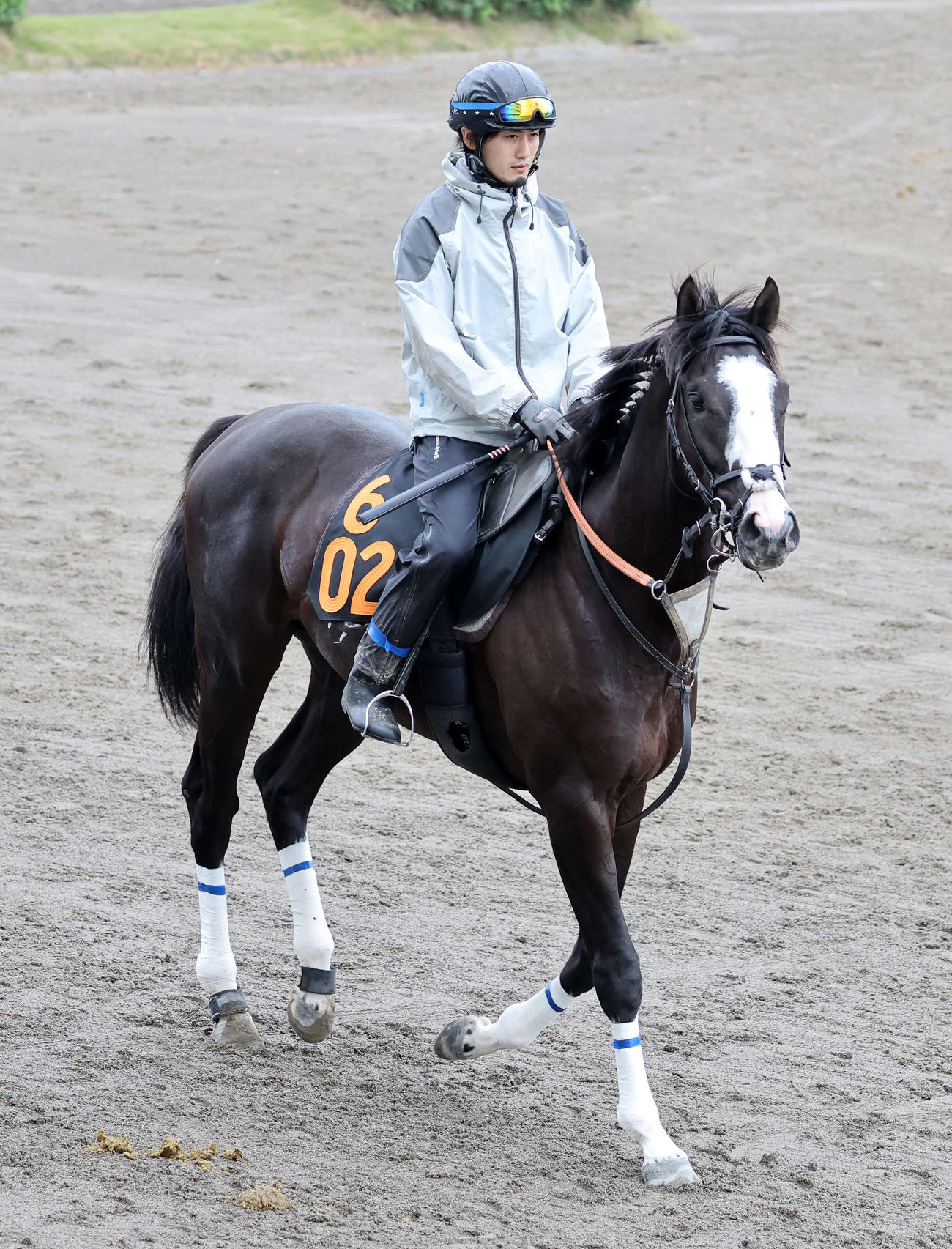 乗り運動するシュトラウス（撮影・鈴木正人）