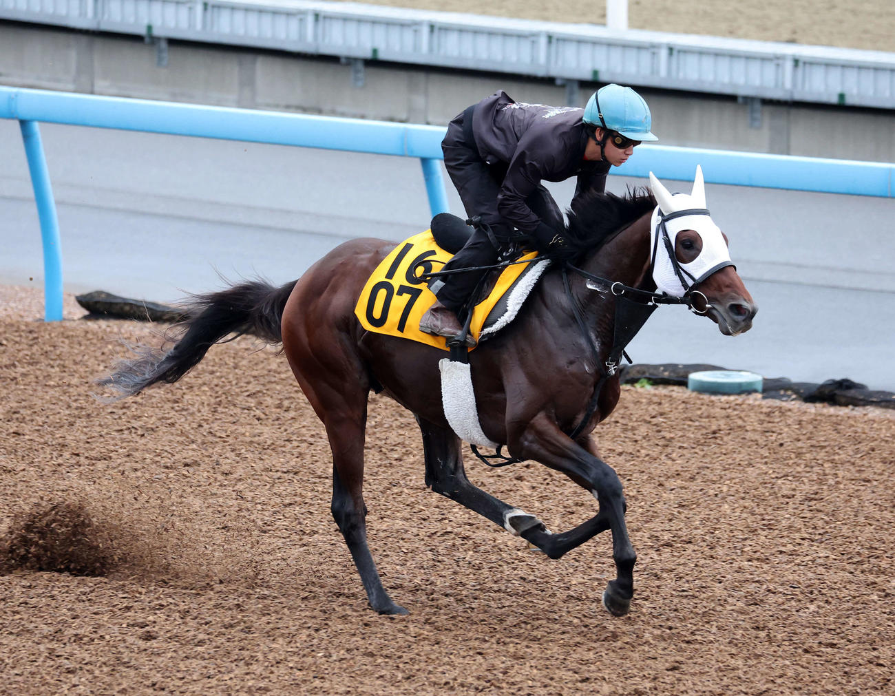 美浦ウッドで追い切るブローザホーン（撮影・鈴木正人）