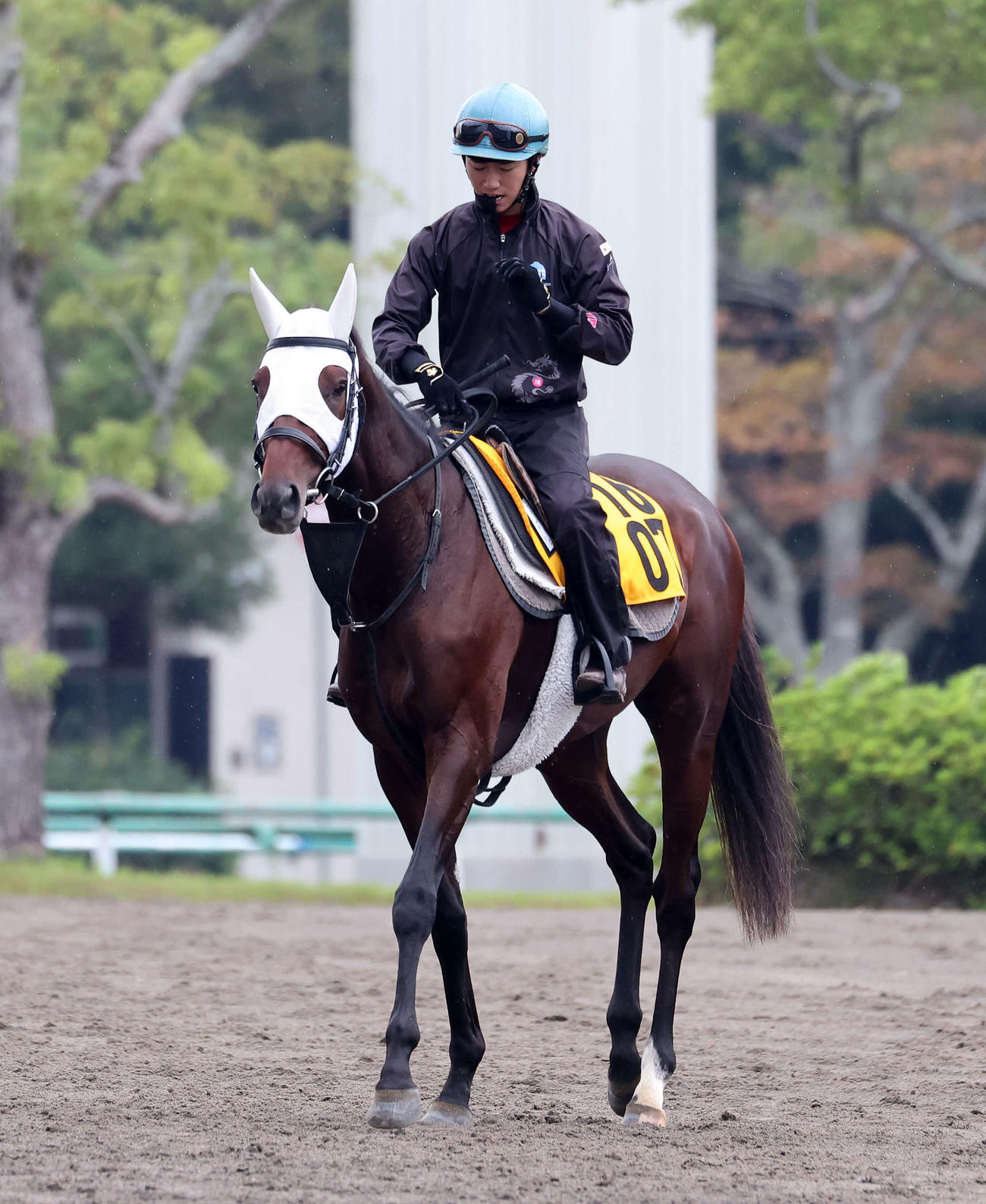 乗り運動するブローザホーン（撮影・鈴木正人）