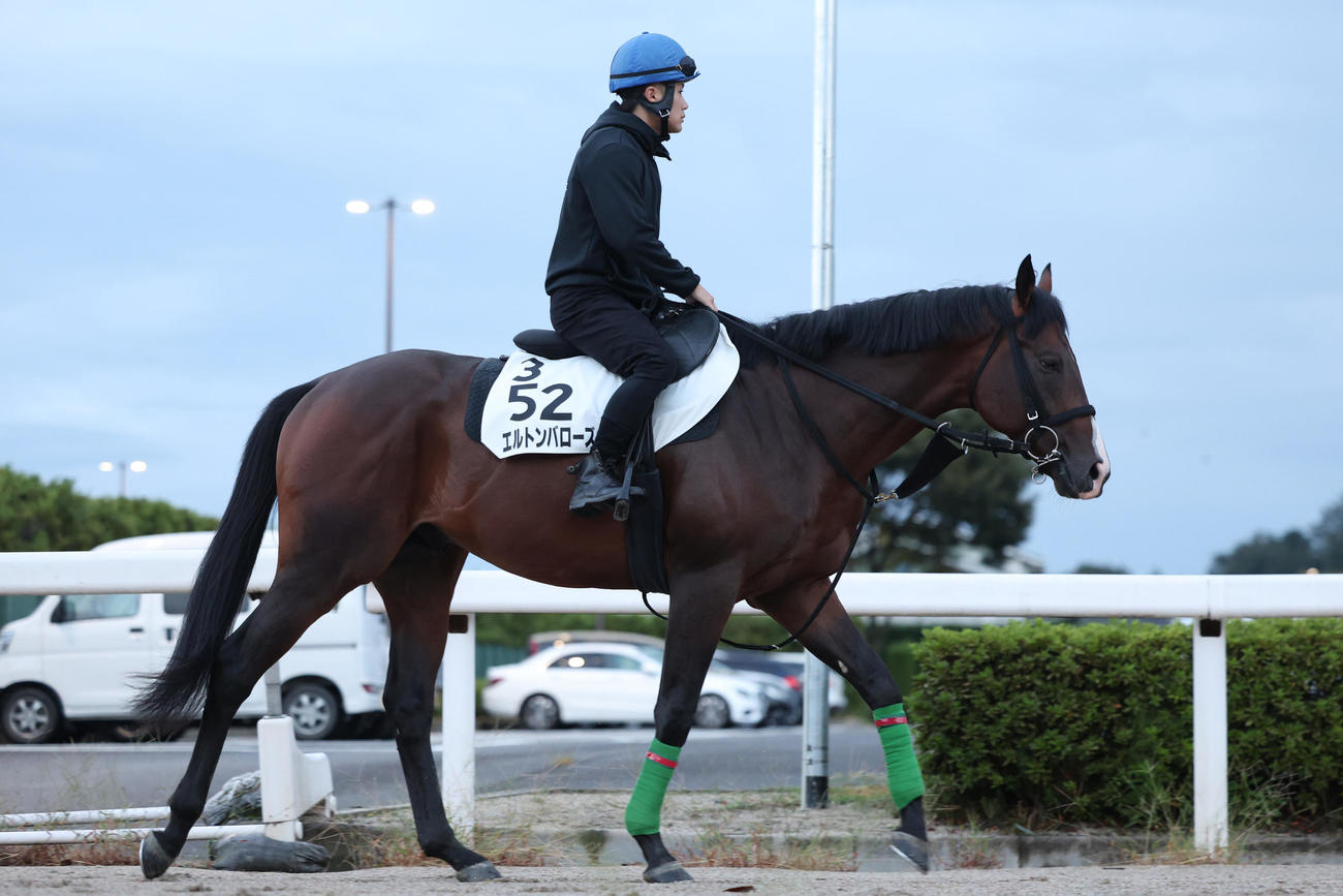 西村淳也騎手が騎乗し、角馬場へ向かうエルトンバローズ