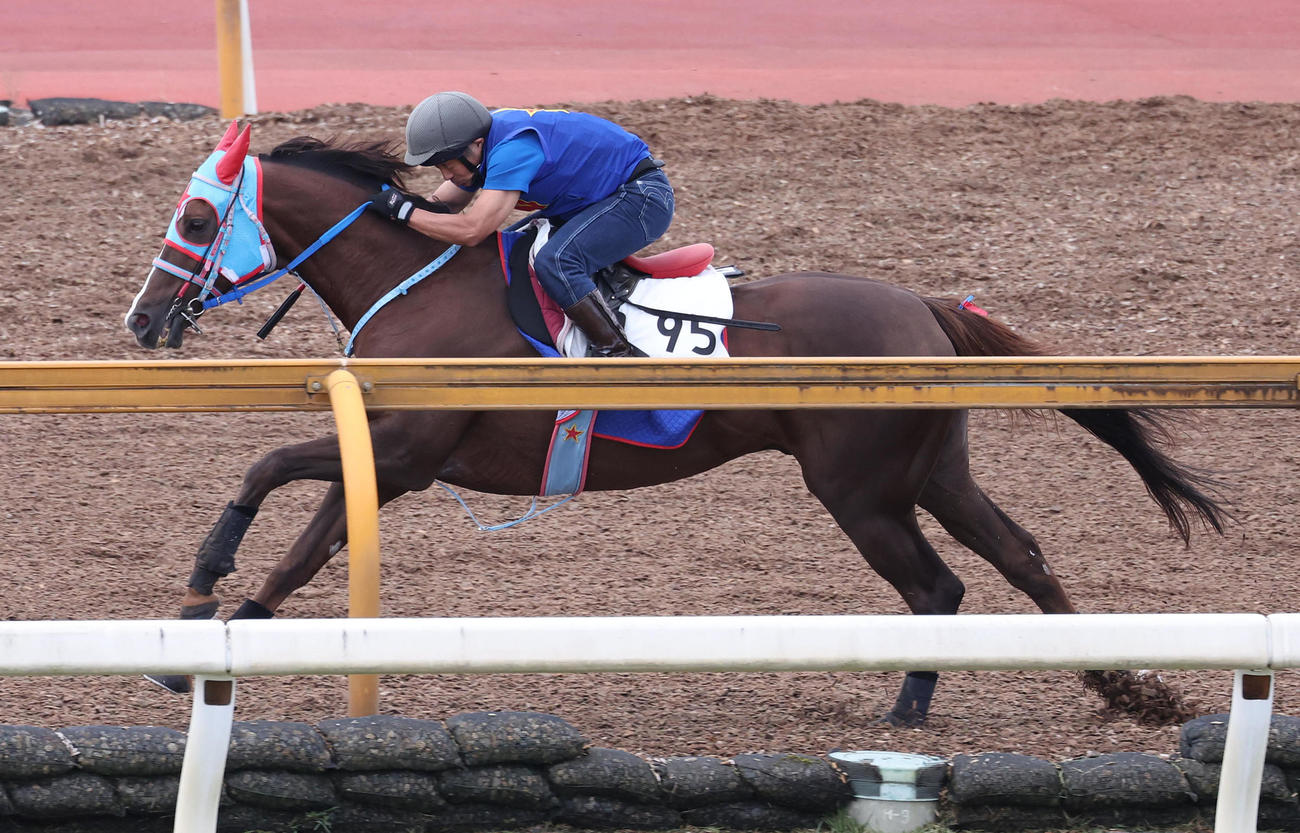 Cウッドを単走で追い切るアフリカンゴールド（撮影・白石智彦）