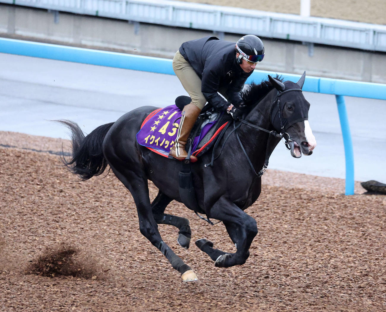 美浦ウッドで追い切るイクイノックス（撮影・鈴木正人）