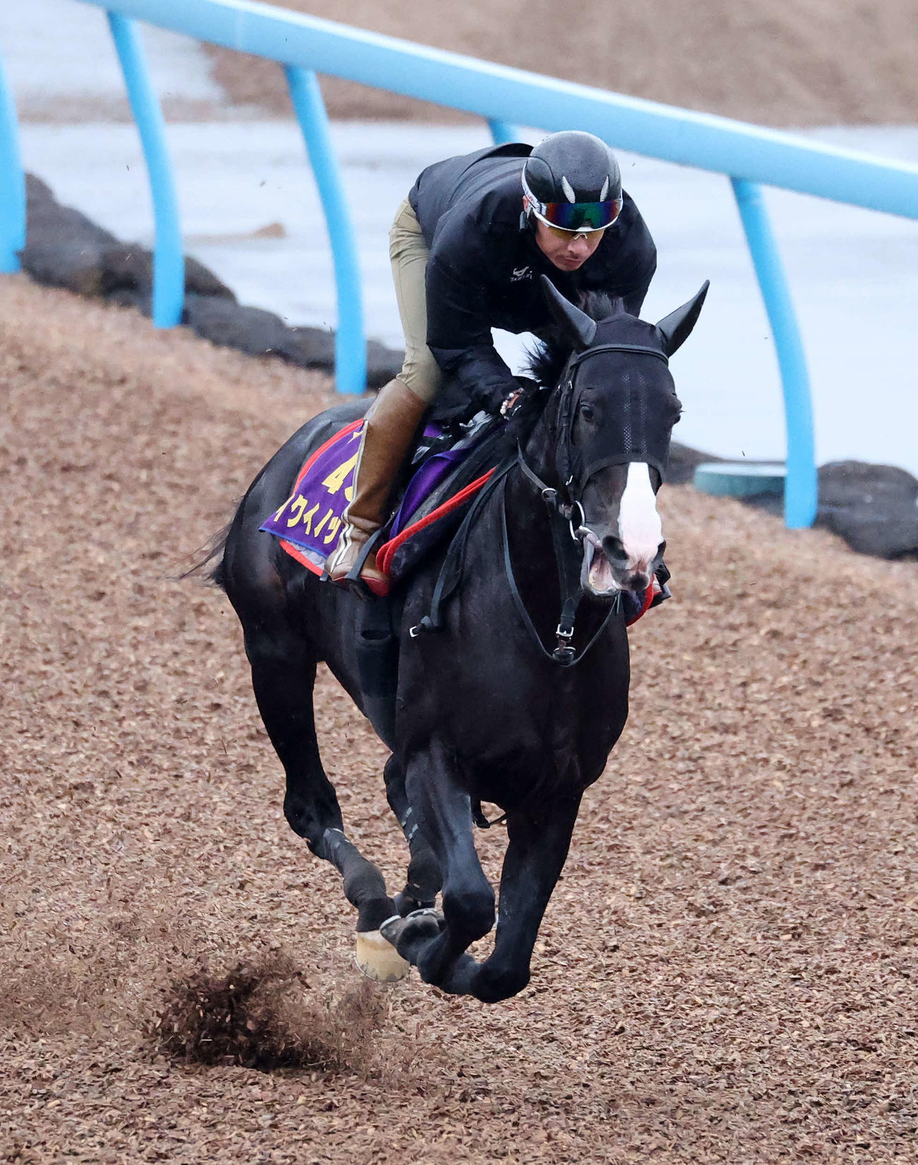 美浦ウッドで追い切るイクイノックス（撮影・鈴木正人）