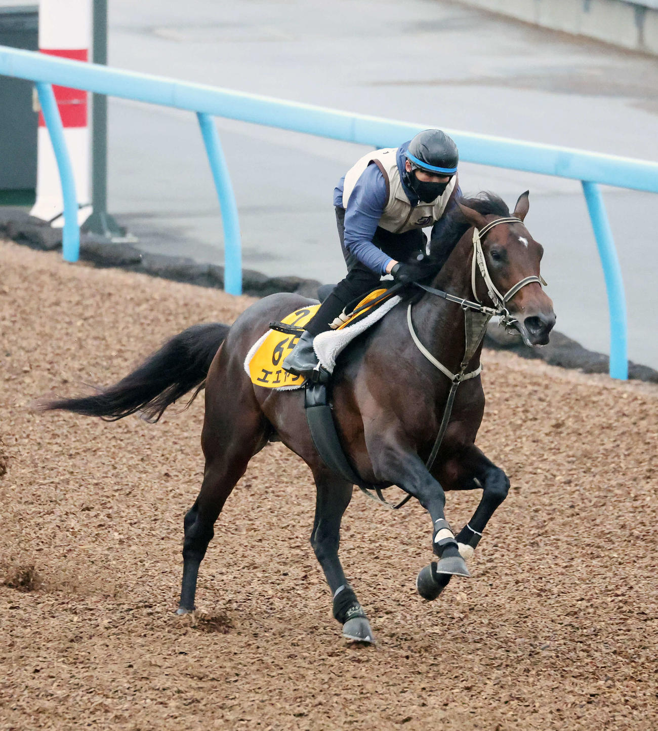 美浦ウッドで追い切るエエヤン（撮影・鈴木正人）