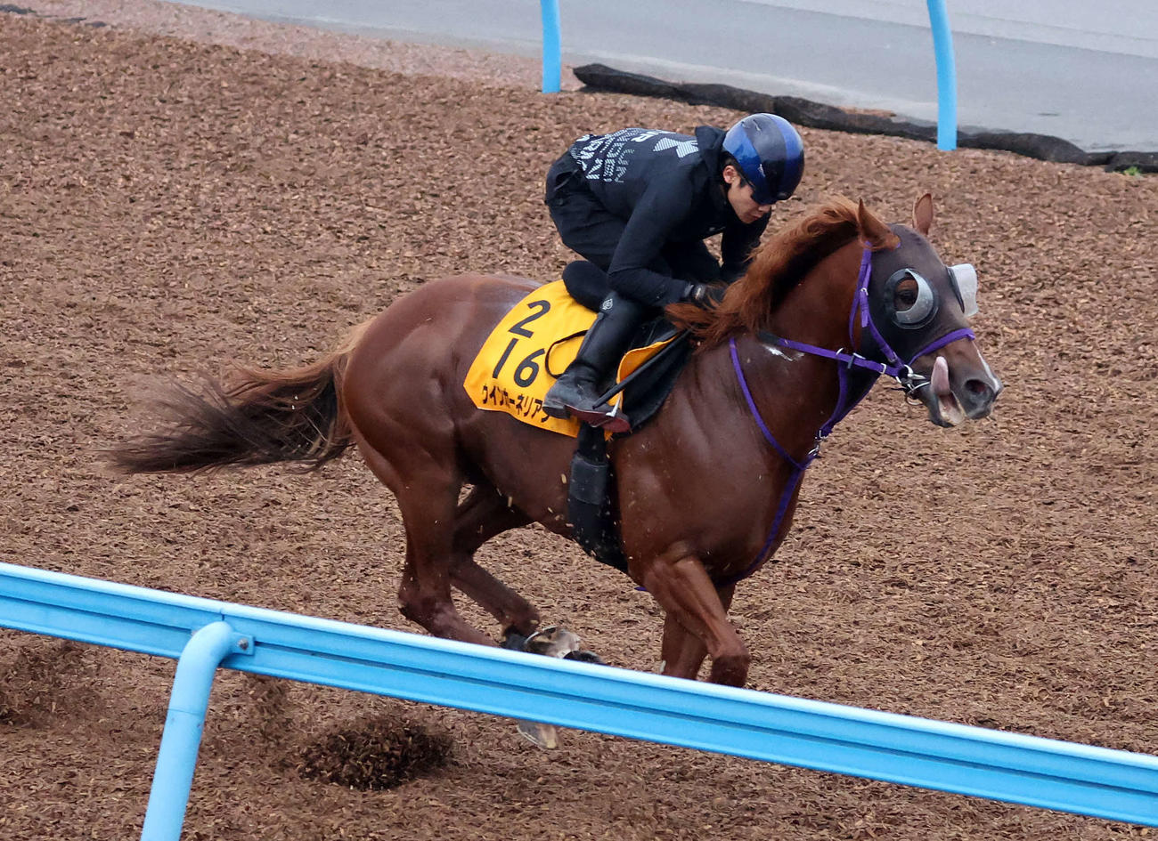 美浦ウッドで追い切るウインカーネリアン（撮影・鈴木正人）