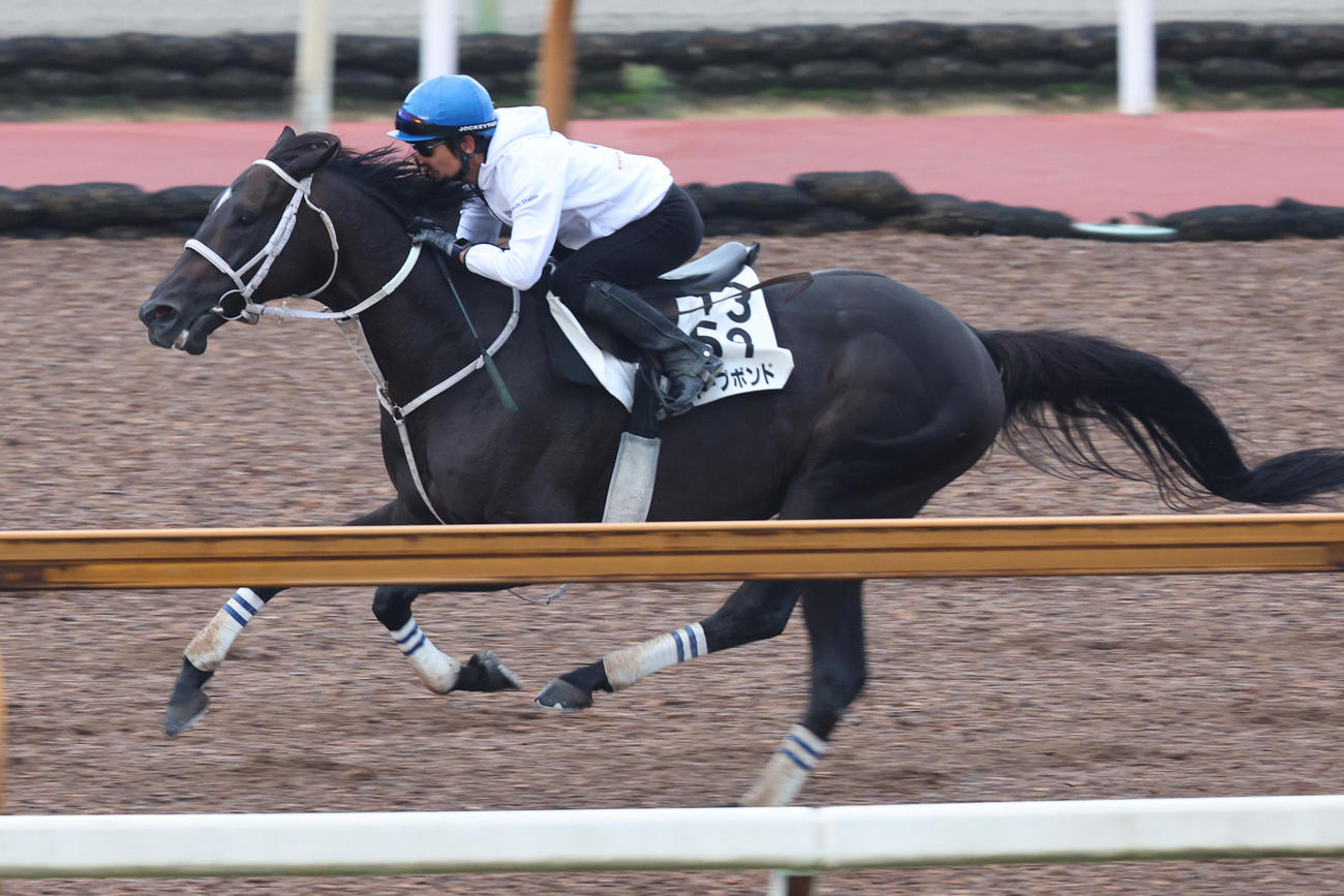 和田竜騎手を背にCウッドで追い切られたディープボンド