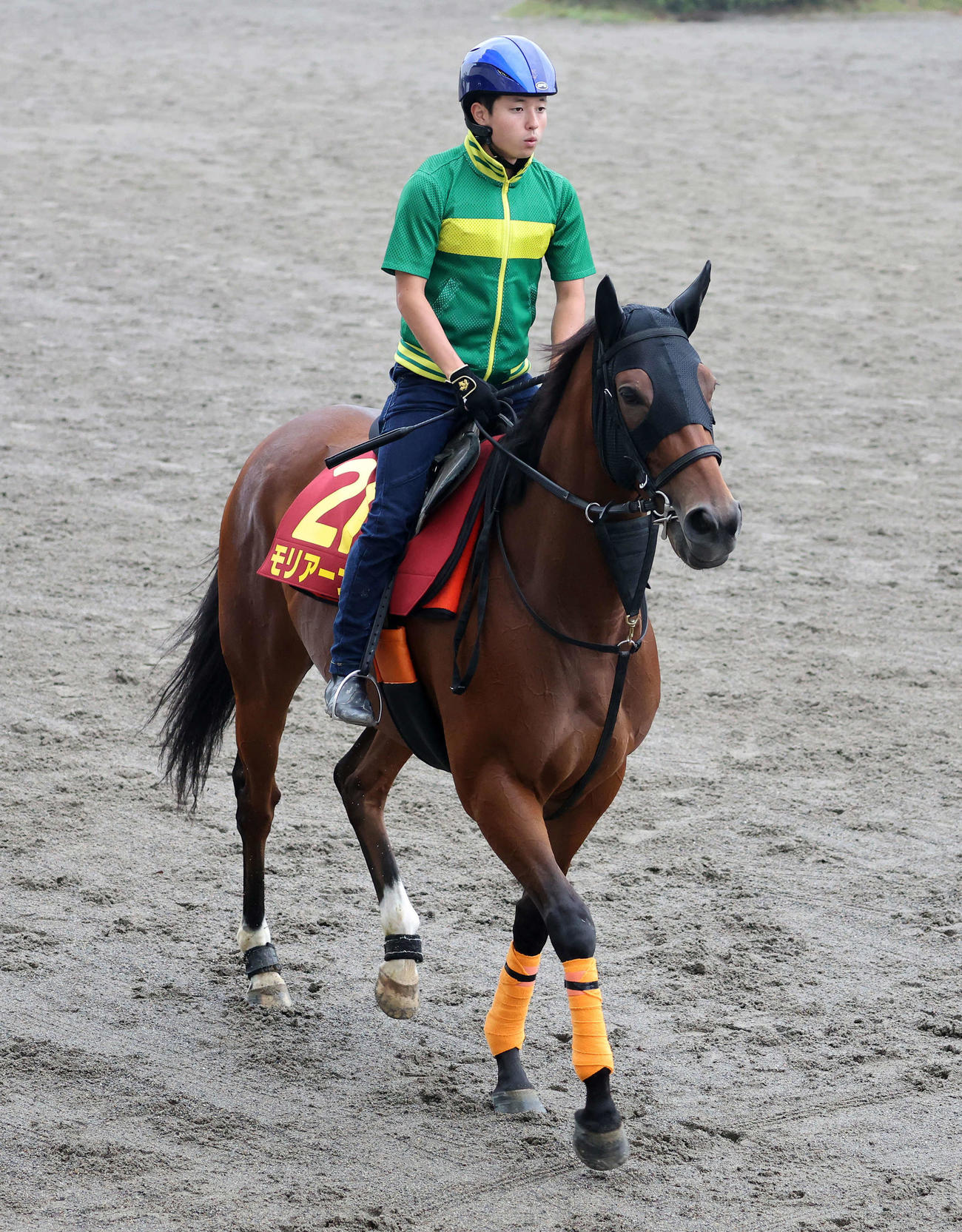 乗り運動するモリアーナ（撮影・鈴木正人）