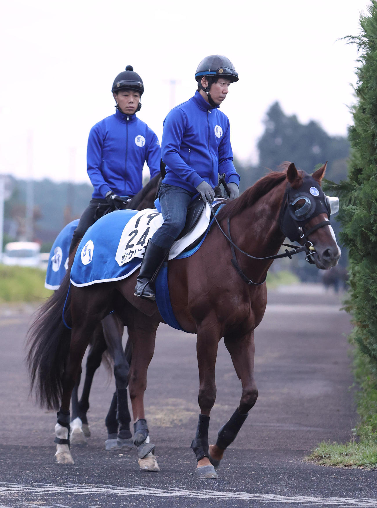 厩舎周りで運動するボッケリーニ（撮影・白石智彦）