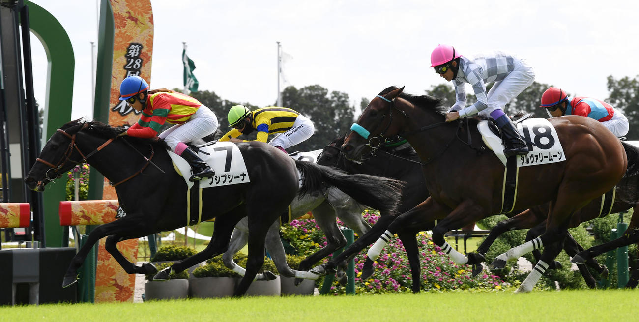 新馬戦を制したプシプシーナ（左）（撮影・前岡正明）