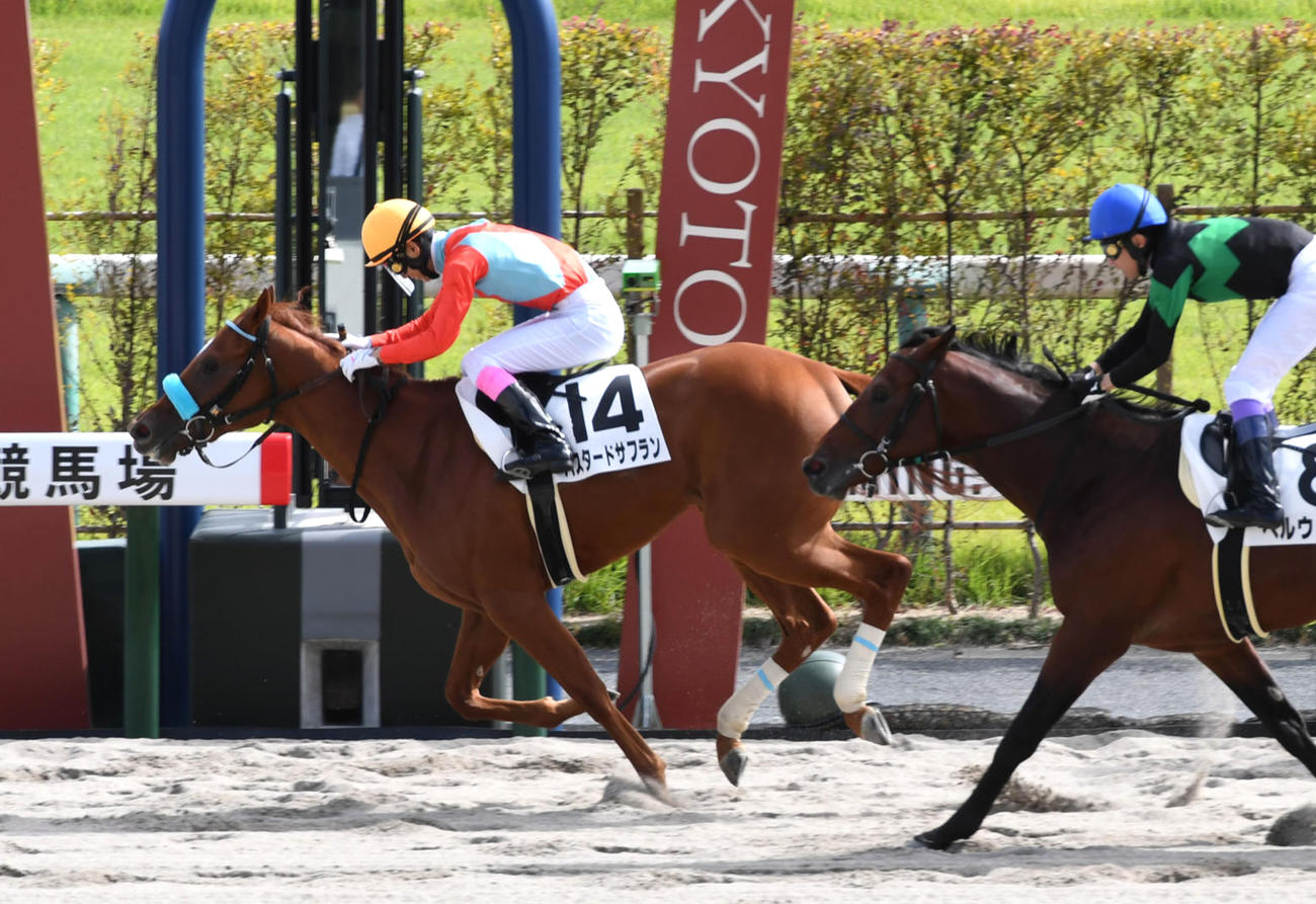 新馬戦を制したバスタードサフラン（撮影・前岡正明）