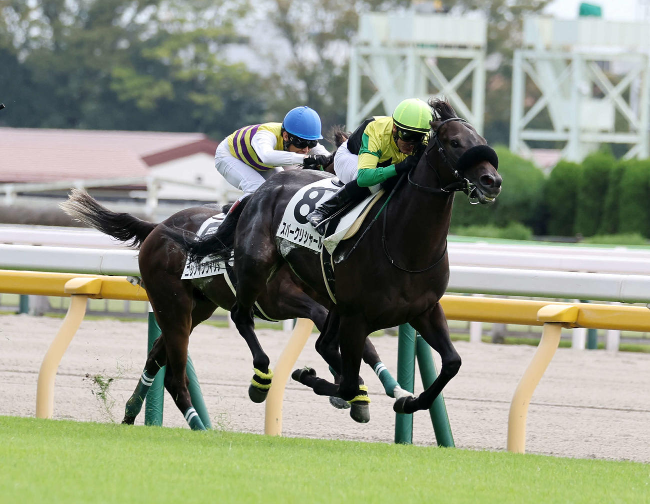 M・デムーロ騎手を背に2歳未勝利を制したスパークリシャール（右）（撮影・鈴木正人）