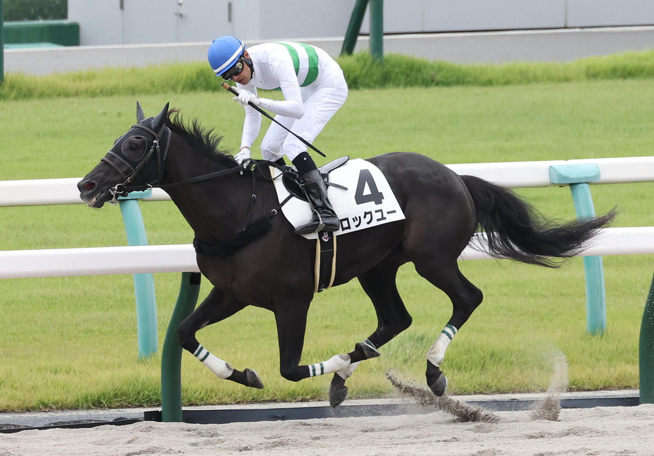 ロックユーが京都4Rを制し、ディープインパクト産駒がJRA通算2750勝を達成する（撮影・白石智彦）
